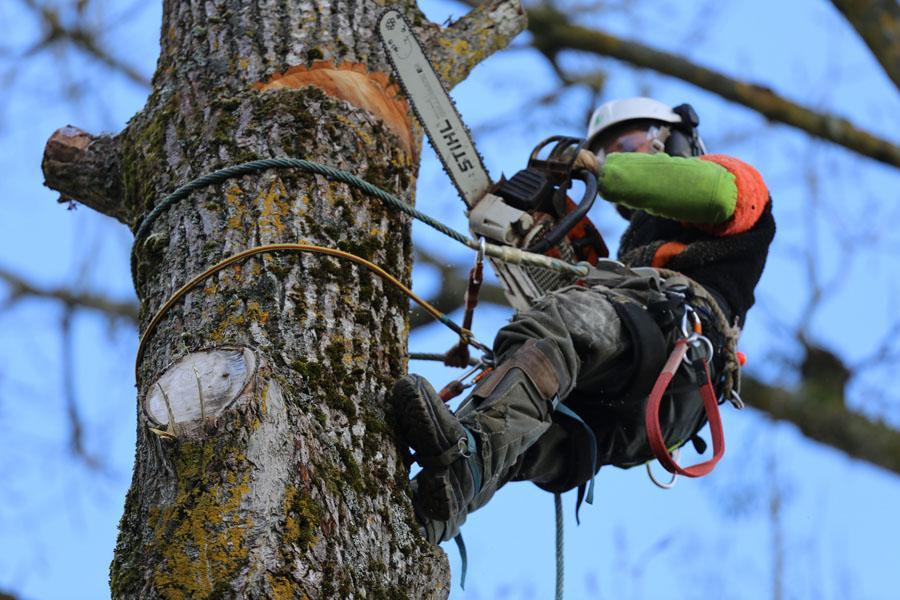 What Do Tree Surgeons Do?